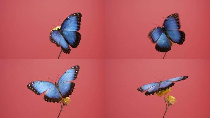 粉色背景下花朵上的蓝色形态蝴蝶