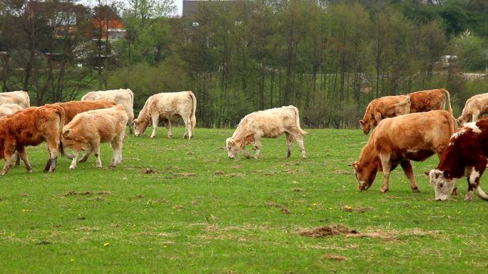 牧场上吃草的奶牛养殖畜生三农