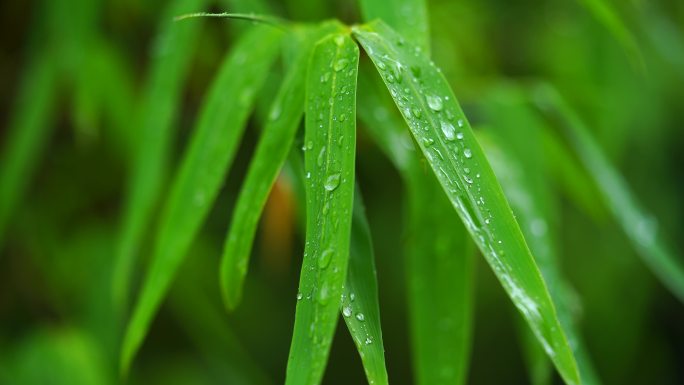 雨天竹叶