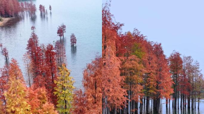 手机竖屏植物秋天红叶树林彩色湖泊屏保壁纸