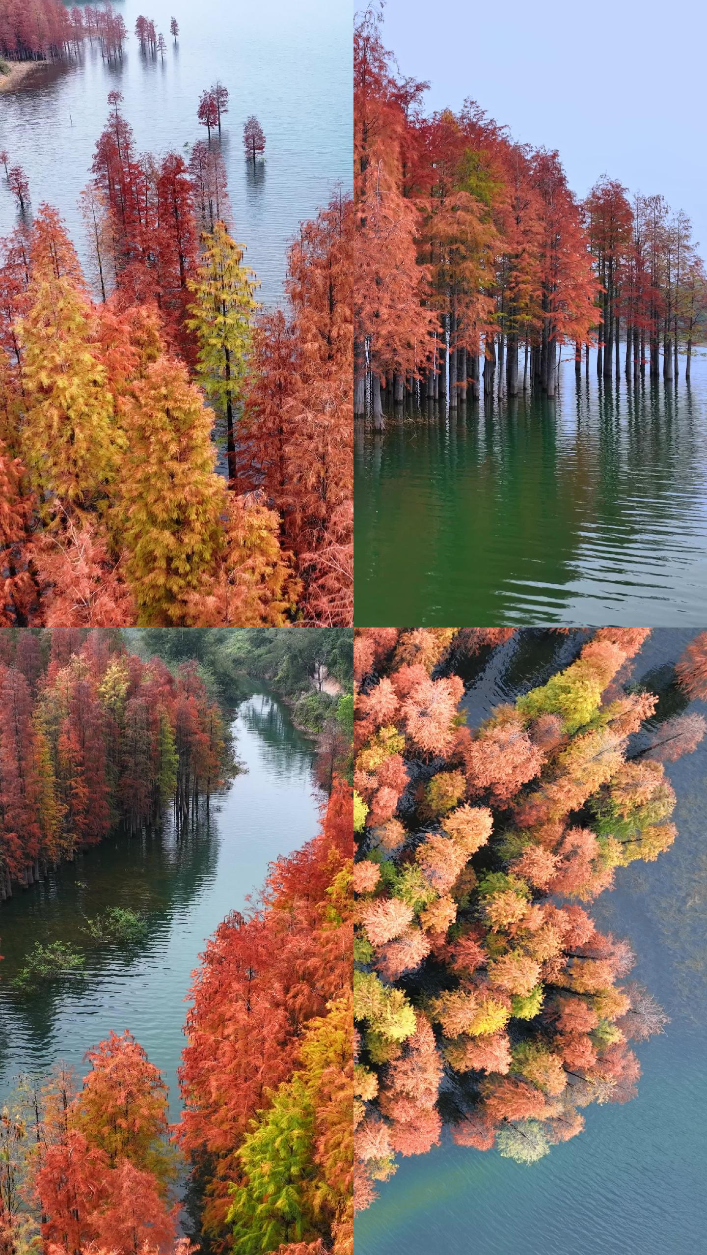 手机竖屏植物秋天红叶树林彩色湖泊屏保壁纸