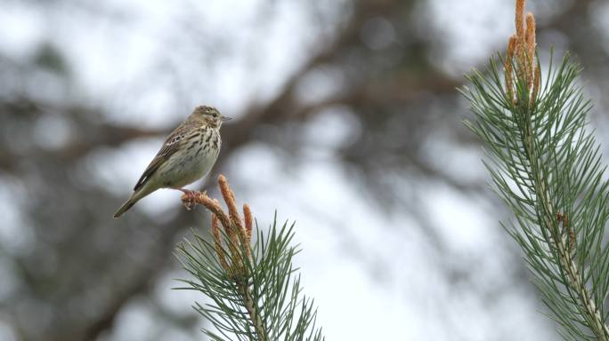 白俄罗斯春天的树琵琶（Anthus litoriis）鸣禽