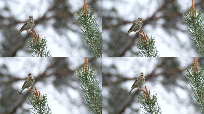 白俄罗斯春天的树琵琶（Anthus litoriis）鸣禽