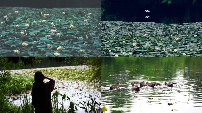 雨中杭州西湖茅家埠睡莲白鹭鸭子高清视频