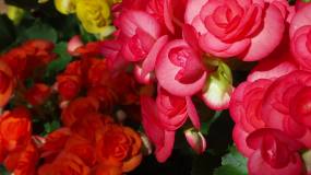 秋海棠鳞茎（玫瑰形），粉红玫瑰形秋海棠视频素材