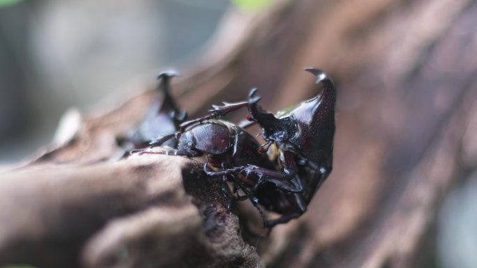 雄性犀牛甲虫会坚定地爱抚雌性以交配。