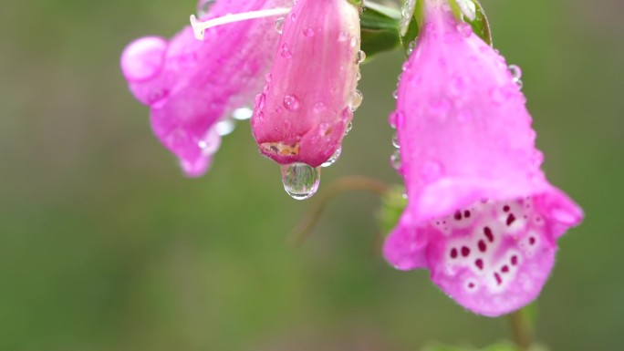 雨天花朵