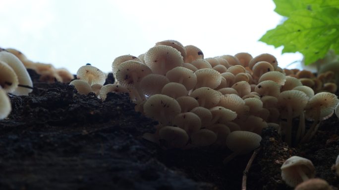 原木上的蘑菇白菌菇野生蘑菇