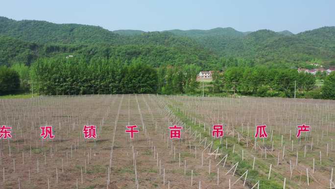 航拍湖北襄阳南漳吊瓜基地