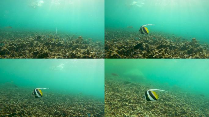 摩尔偶像鱼在退化的珊瑚礁中游泳