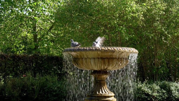 伦敦摄政公园大道花园的鸟浴