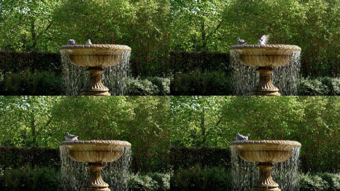 伦敦摄政公园大道花园的鸟浴