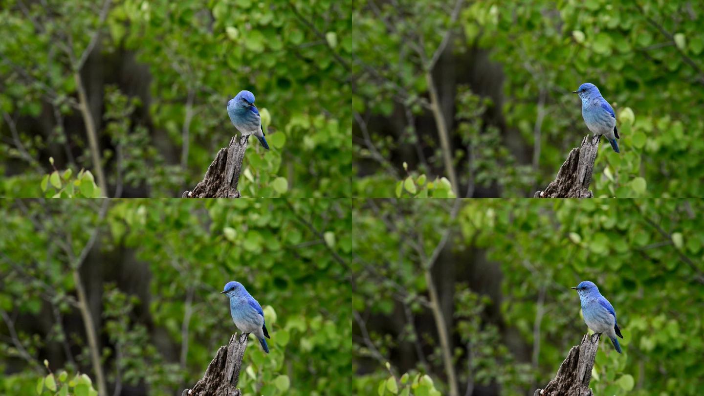 黄石公园的山蓝鸟小鸟树桩