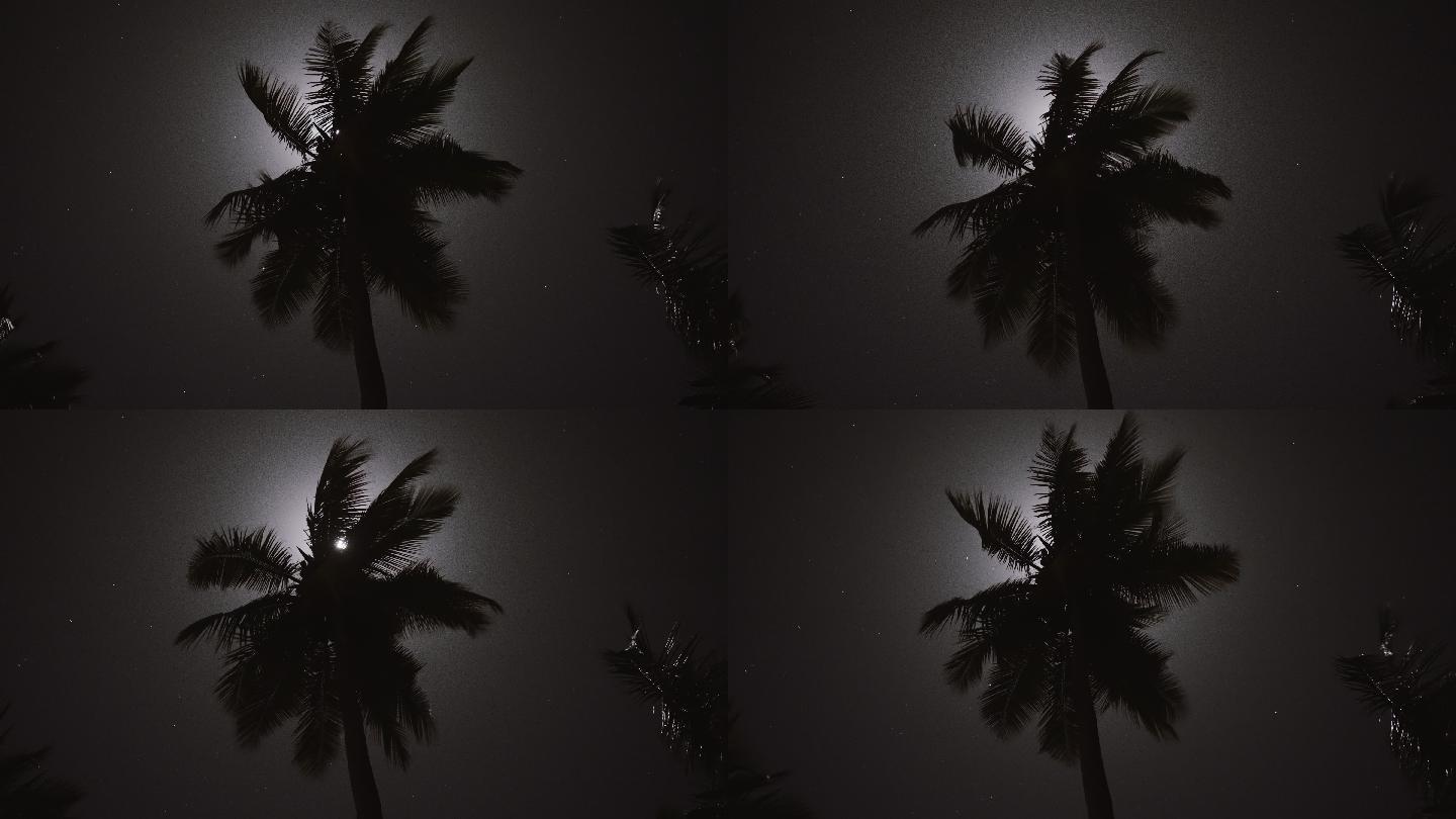 月光透过棕榈叶风吹海风椰树