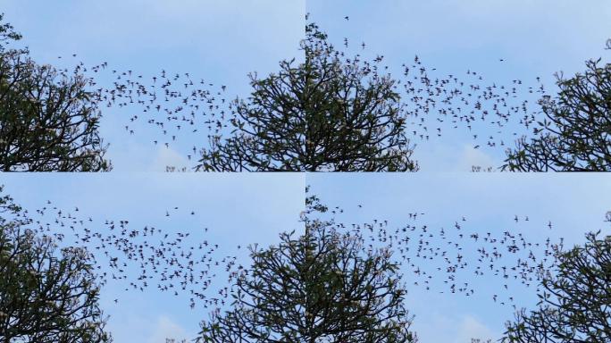蝙蝠群在天空中飞翔。