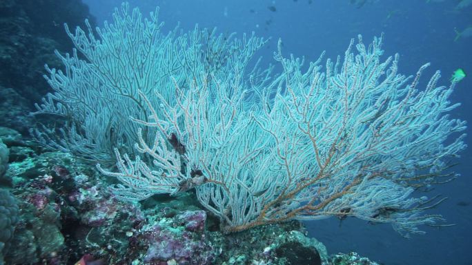 泰国安达曼海白海扇珊瑚