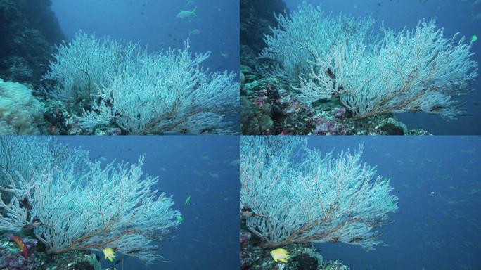 泰国安达曼海白海扇珊瑚