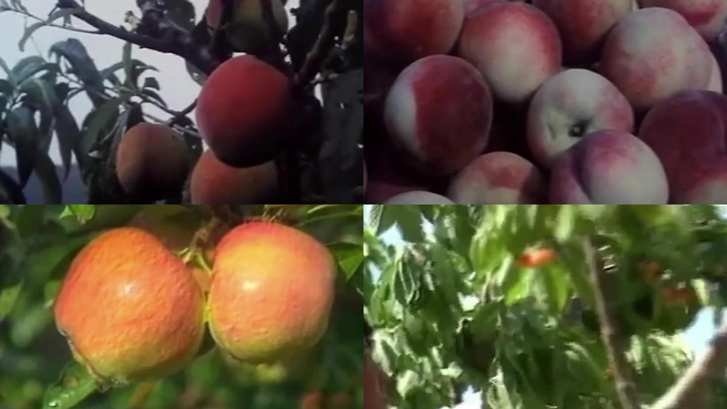 80年代水果丰收桃子樱桃苹果