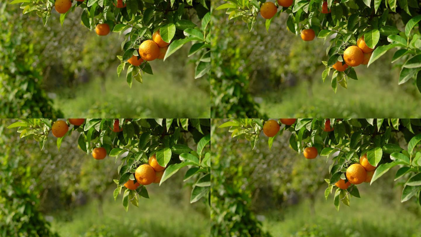 橘子树农产品