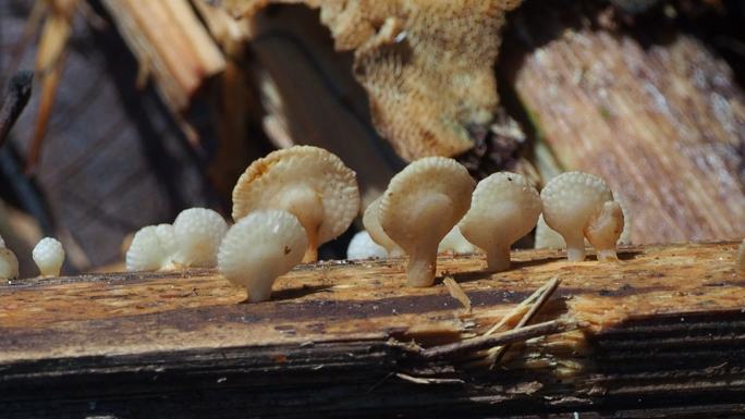 原木上的蘑菇种植农业乡村振兴水果蔬菜秋天