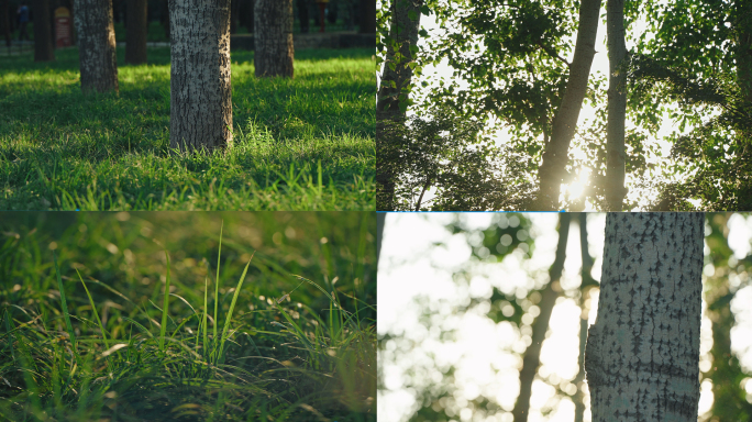4K户外阳光树林光影感受自然草地唯美