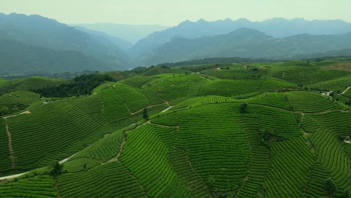 茶园鸟瞰图种植基地