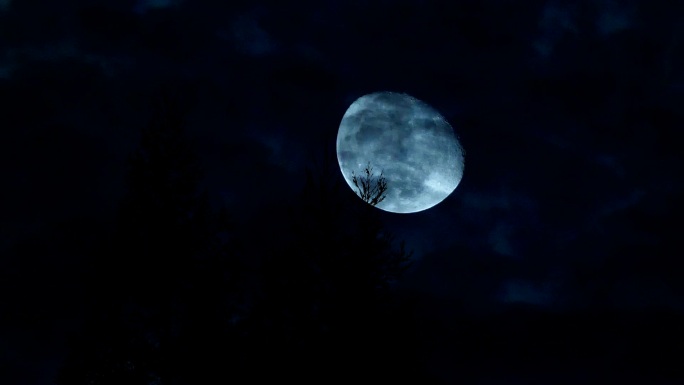 月亮在树后移动黑夜月亮恐怖片