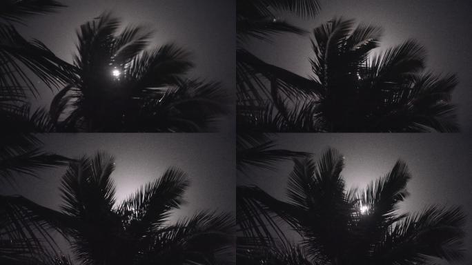 月光透过棕榈叶月光透过棕榈叶