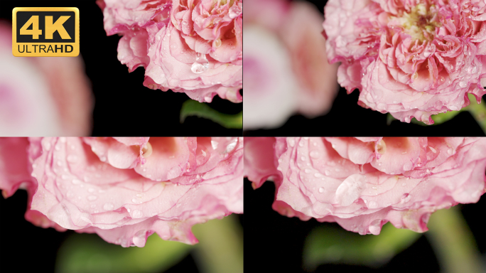 【4K】花朵上的露珠，玫瑰花瓣特写
