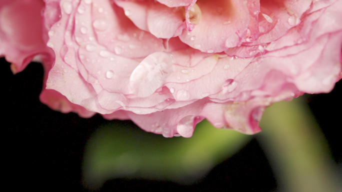 【4K】花朵上的露珠，玫瑰花瓣特写