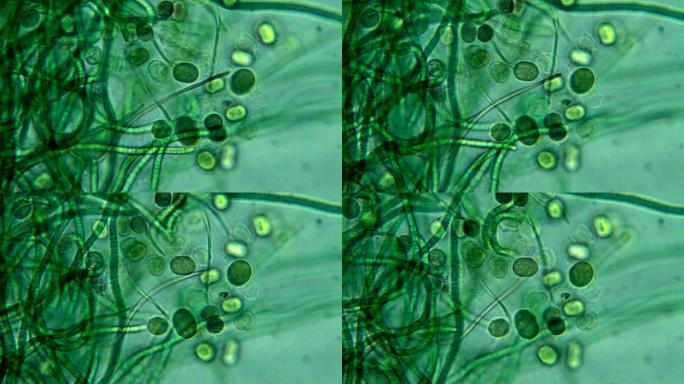 藻类-显微视图微生物显微镜细胞细菌