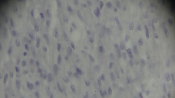 显微镜下心肌细胞切片