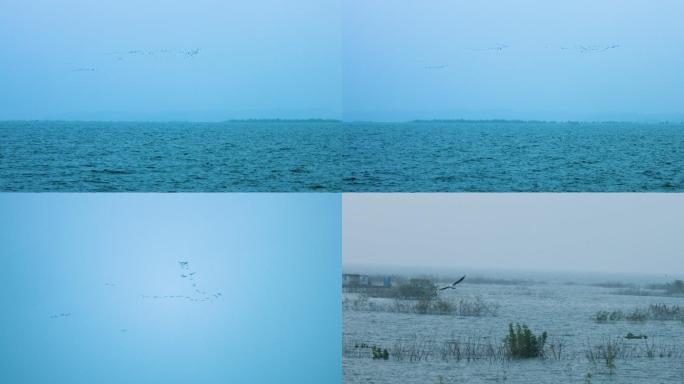 水上飞行的鸟海鸥白鹭