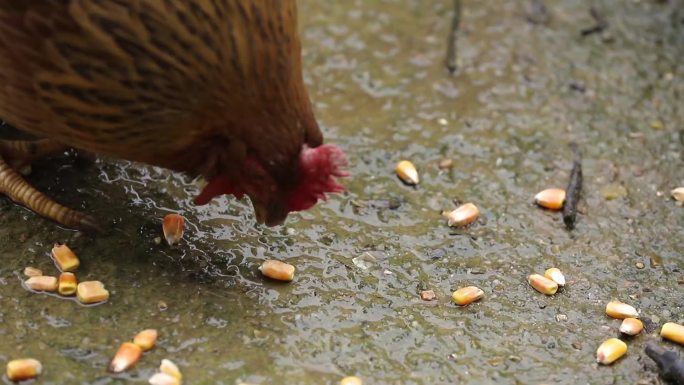 鸡吃玉米镜头