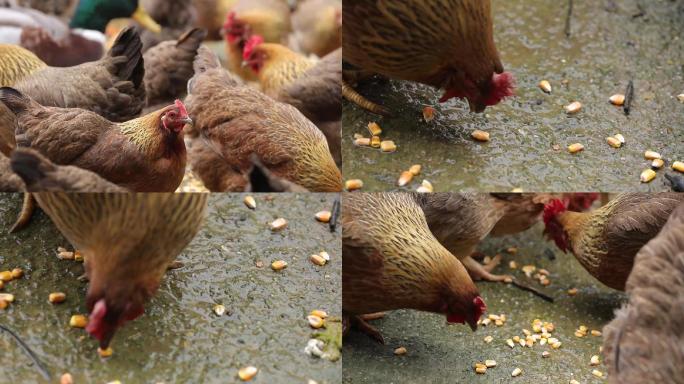 鸡吃玉米镜头