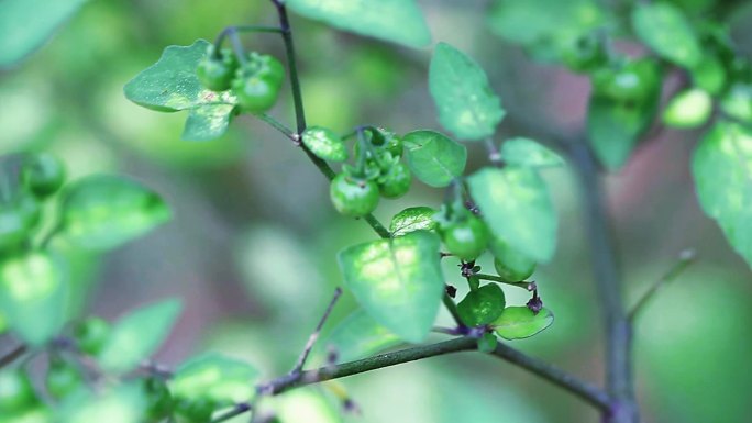 野生植物龙葵黑星星野海椒素材