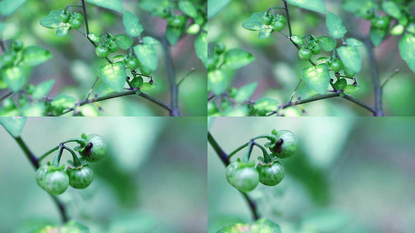 野生植物龙葵黑星星野海椒素材