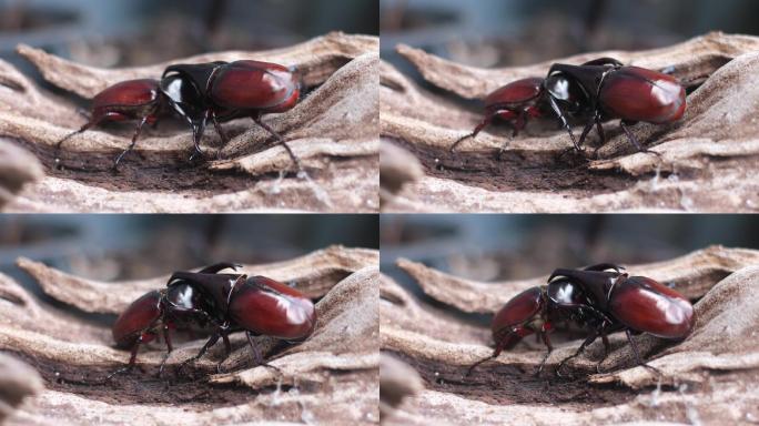 在交配季节，挣扎着失去平衡，并用甲虫的力量进行恐吓，以争夺雌性。