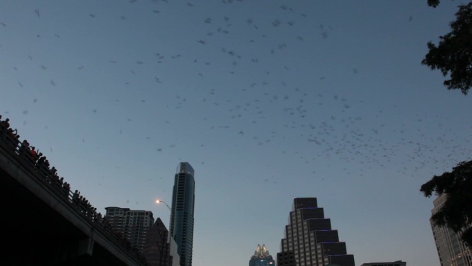 高清视频人们在德克萨斯州观看墨西哥无尾蝙蝠