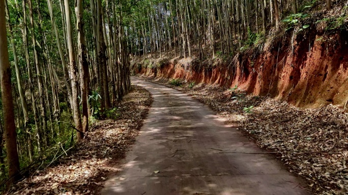 速丰桉树林中的乡村道路