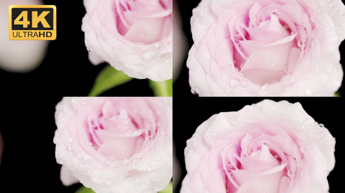 【4K】盛开的玫瑰花瓣特写水滴从花瓣掉落