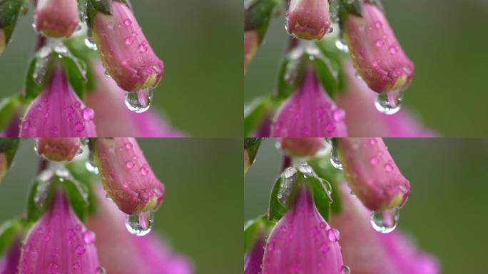 雨后花朵露珠