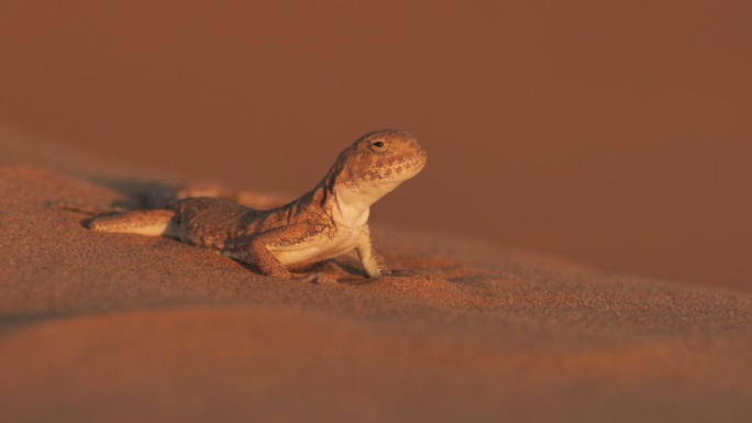 斑点蟾蜍阿加玛（Phrynocephalus guttatus），卡尔米基亚共和国的沙漠
