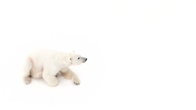 北极母熊白熊单独摄影棚北极熊特写