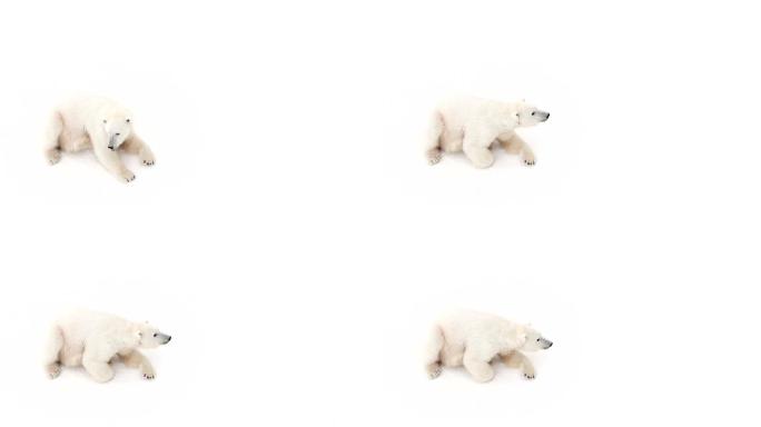 北极母熊白熊单独摄影棚北极熊特写