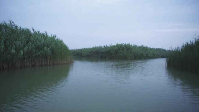 湖边小船摇臂芦苇荡