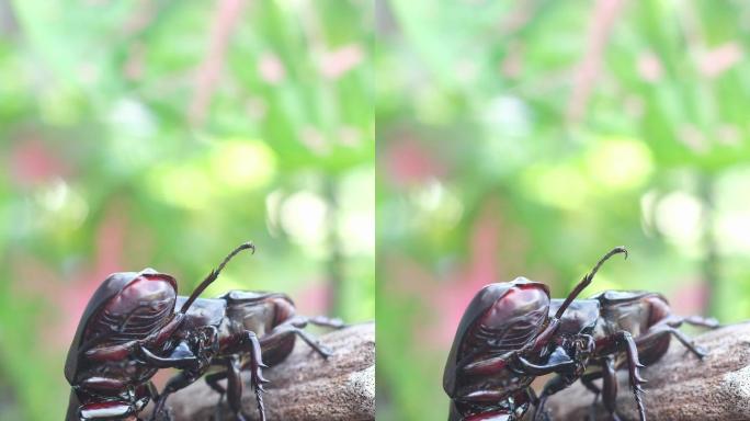 雄性犀牛甲虫通过用它们的角夹住和举起对手来展示更大的力量来对抗对方。