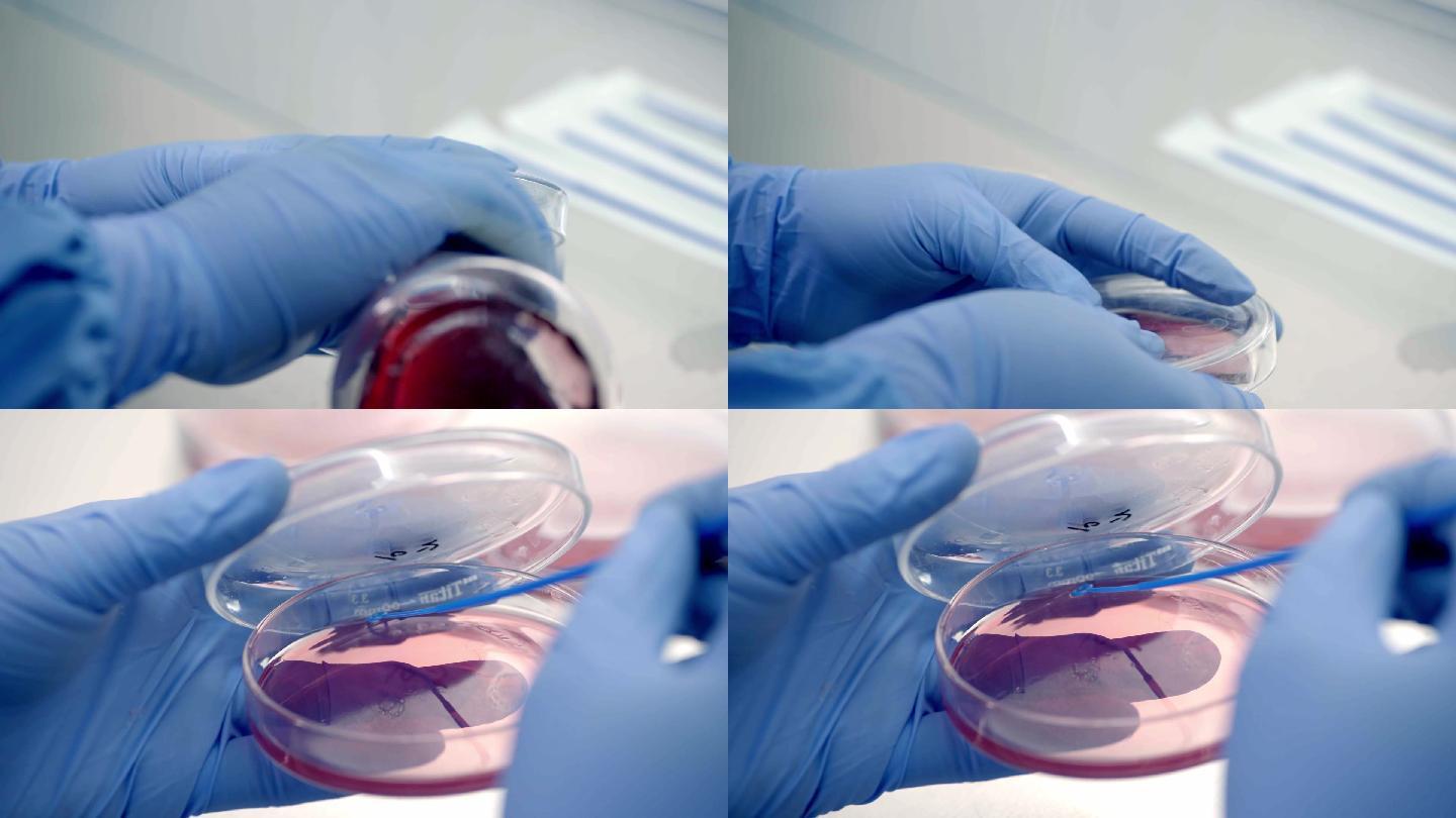 培养皿 实验 细菌 离心机 实验室