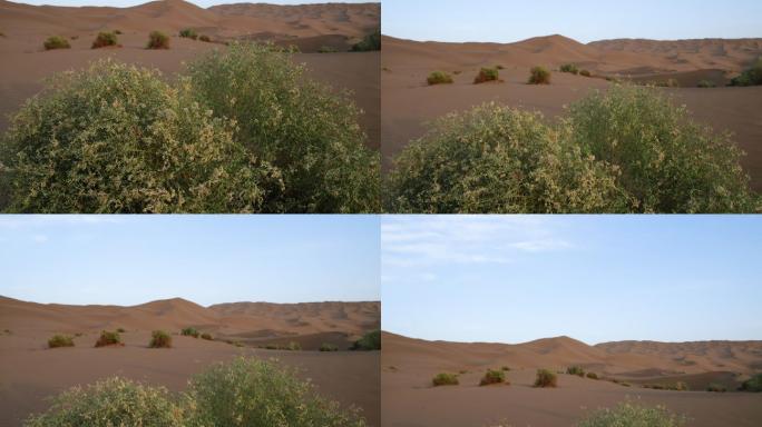 新疆沙漠植物的倾斜
