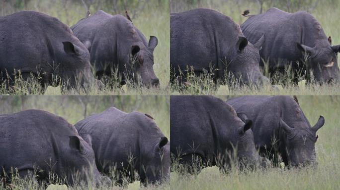 两只白犀牛在萨凡纳草原上安全地进食，其中一头犀牛为了安全脱毛
